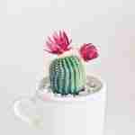 Decorating Tips