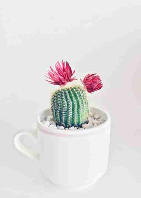 Decorating Tips
