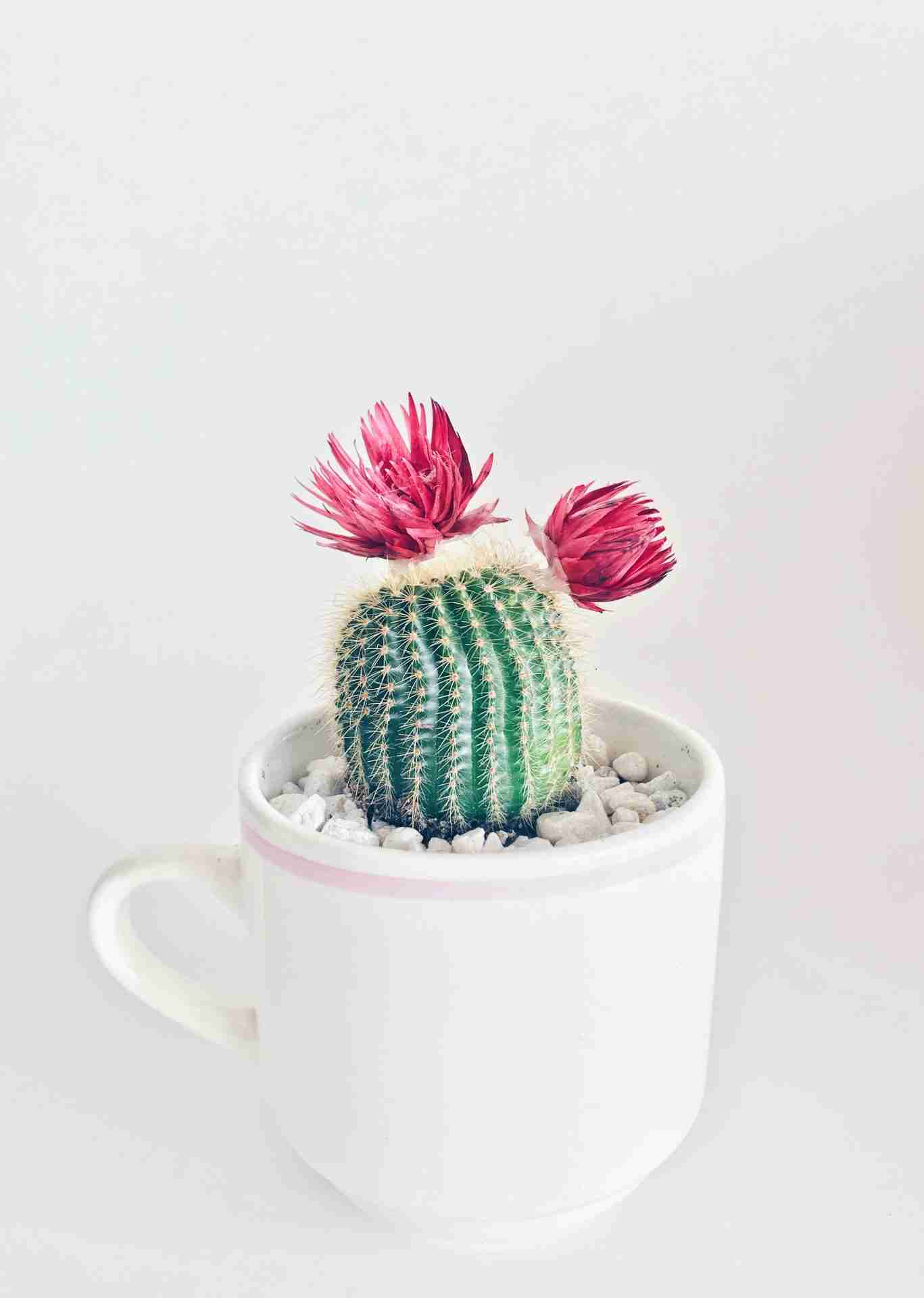 Decorating Tips