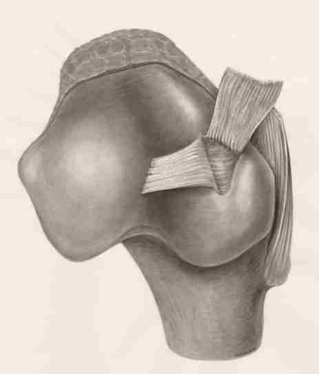 hip pain relief, hip mobility exercises