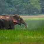wild elephants, elephant gestation