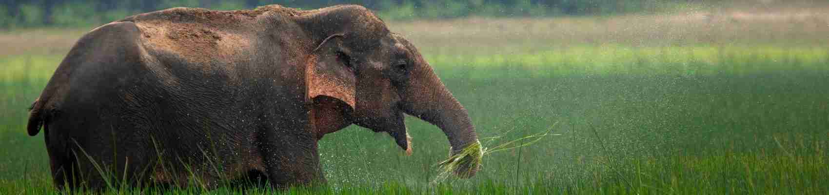 wild elephants, elephant gestation