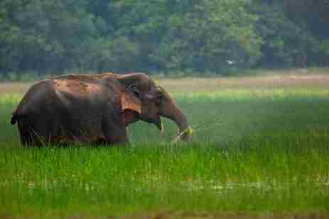 wild elephants, elephant gestation