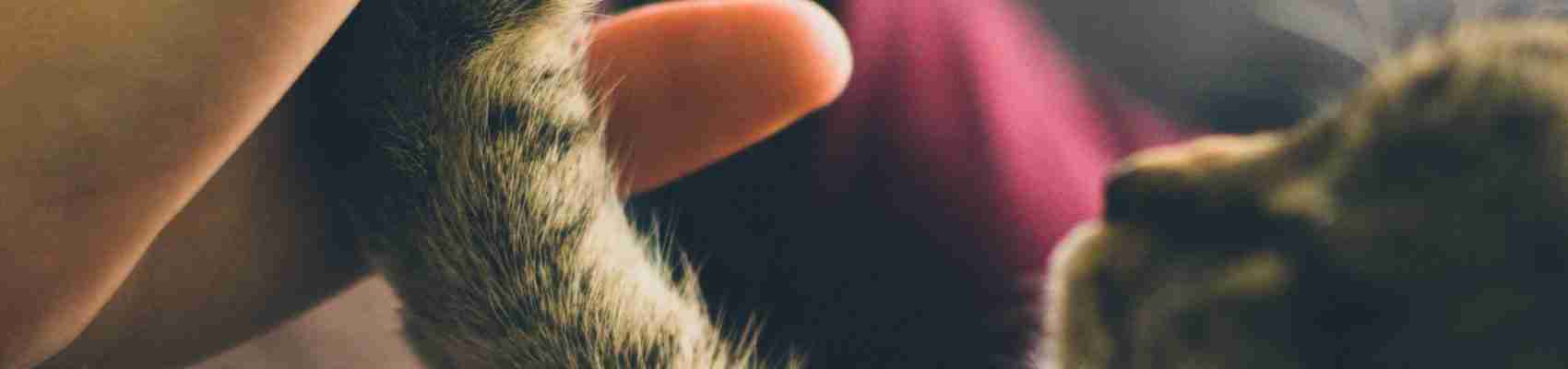 pet adoption, benefits of adopting pets