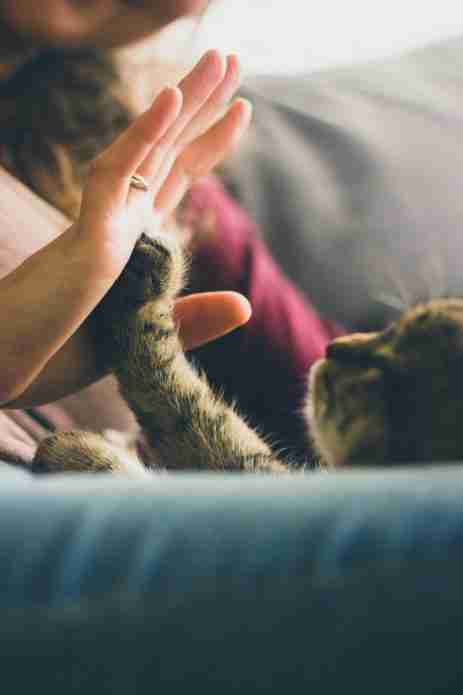 pet adoption, benefits of adopting pets