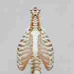 osteoporosis exercises, low-impact bone strengthening