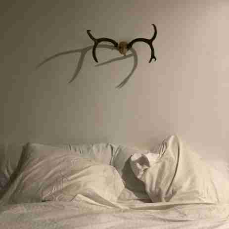 bed bug removal, permanent bedbug solution