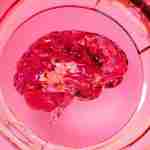 brain boosting drinks, cognitive health for seniors