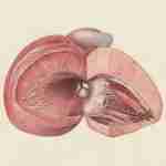 liver cirrhosis, early symptoms